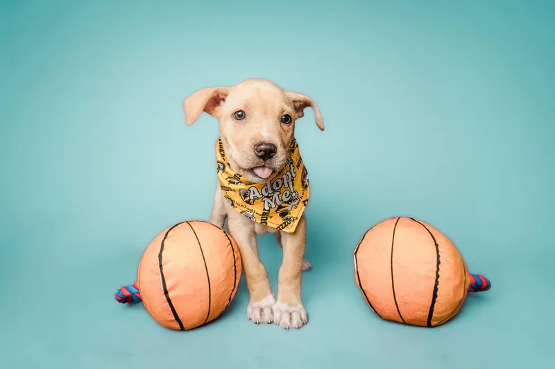 March Madness Litter thumbnail 5