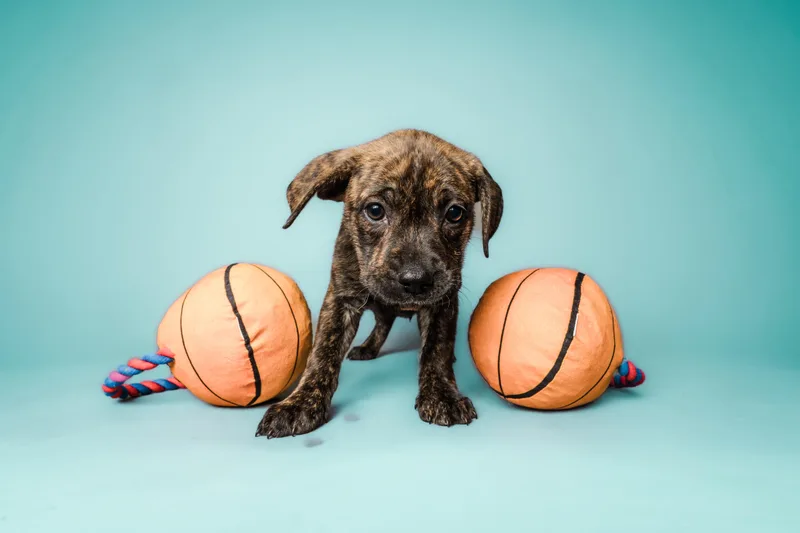 A baby medium-sized female Mixed Breed dog named March Madness Litter for adoption in Columbia, MO