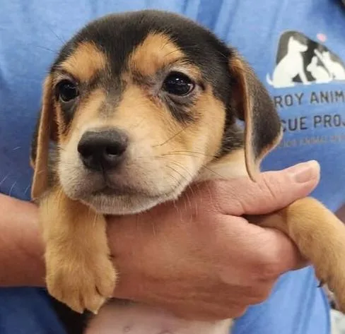 A baby small-sized male Brown / Chocolate Terrier dog named Aaron for adoption in Troy, AL