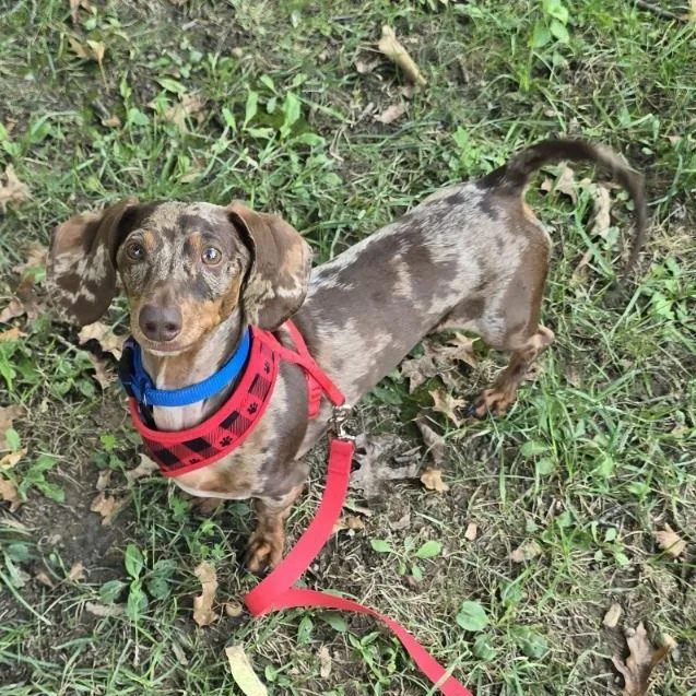 An adult small-sized male Dachshund dog named Lou for adoption in Blue Springs, MO