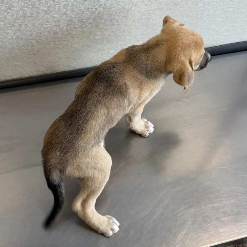 A baby small-sized male Mixed Breed dog named Kroger for adoption in Las Cruces, NM