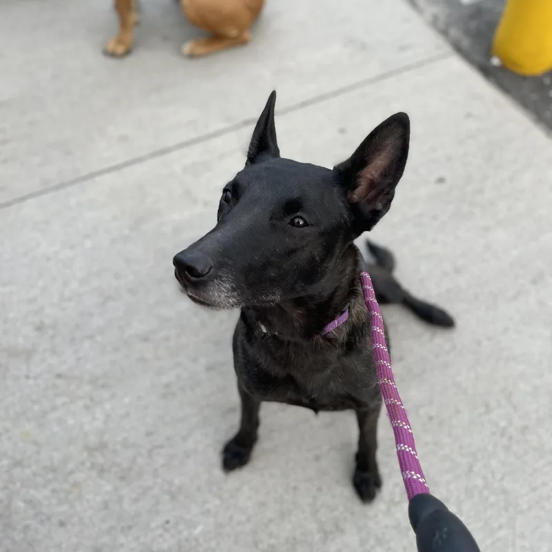 Cleopatra thumbnail 3