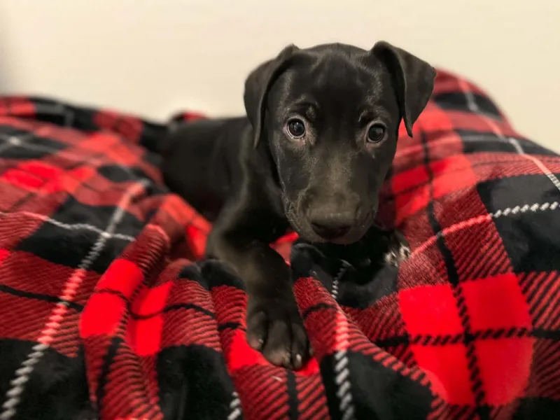 Tori puppy Tali