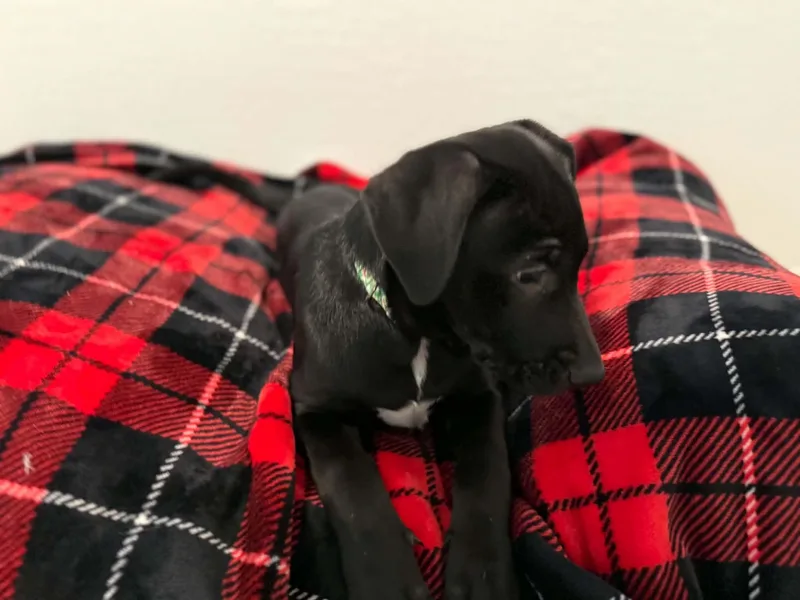 Tori puppy  Tali thumbnail 2