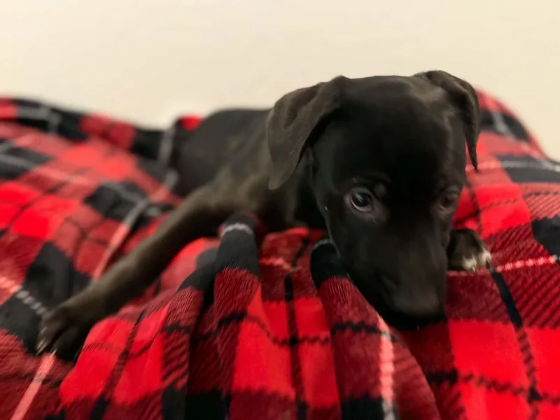 Tori puppy  Tali thumbnail 3