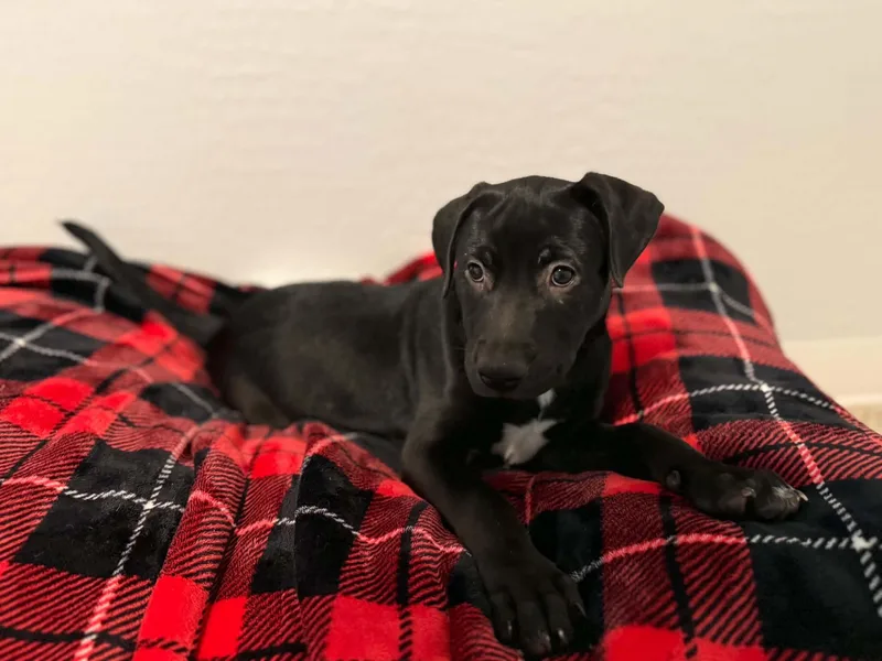 Tori puppy  Tali thumbnail 4