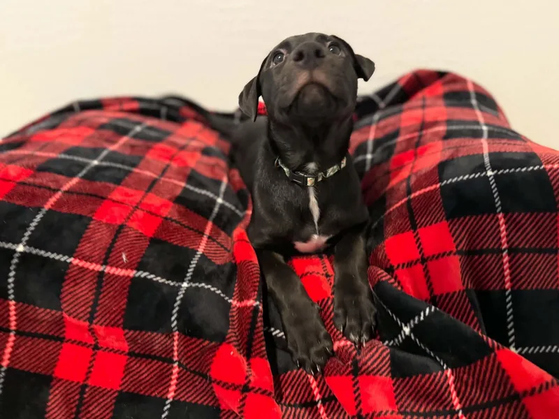Tori puppy  Tali thumbnail 5