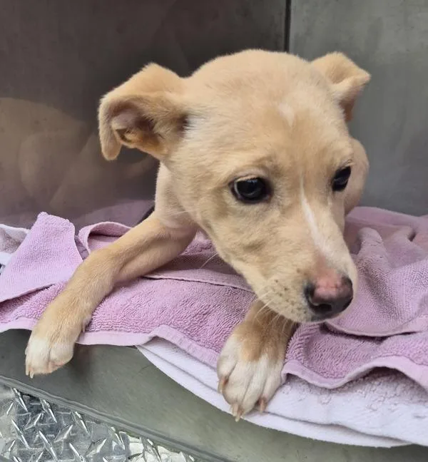 A baby small-sized female Labrador Retriever dog named Pen Abigail for adoption in Lawrenceville, GA