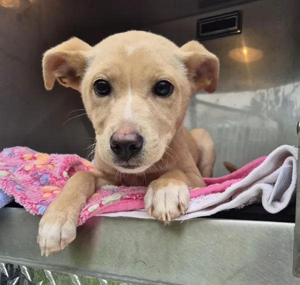 Pen  Abigail thumbnail 2