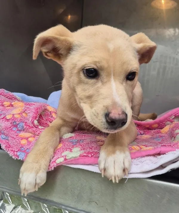 Pen  Abigail thumbnail 3