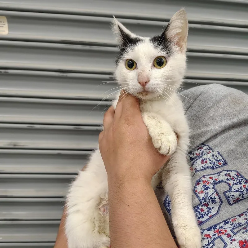 A young medium-sized female White Domestic Short Hair cat named String Bean for adoption in Coos Bay, OR