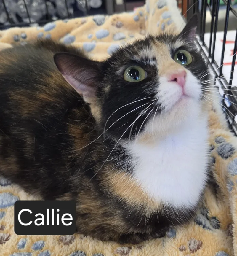 An adult medium-sized female Calico Domestic Short Hair cat named Callie for adoption in Green Brook, NJ