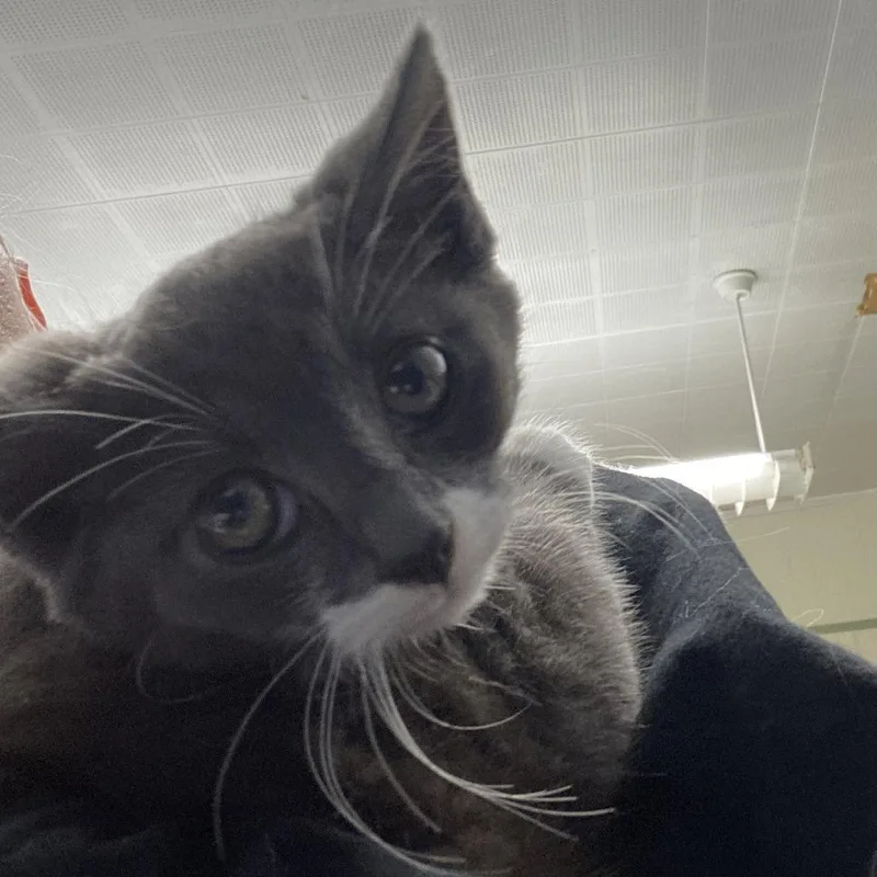 A baby small-sized male Gray / Blue / Silver Domestic Short Hair cat named Diego for adoption in Oak Hill, WV