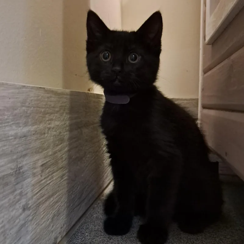 A baby small-sized female Black Domestic Short Hair cat named Violet for adoption in Concord, NH