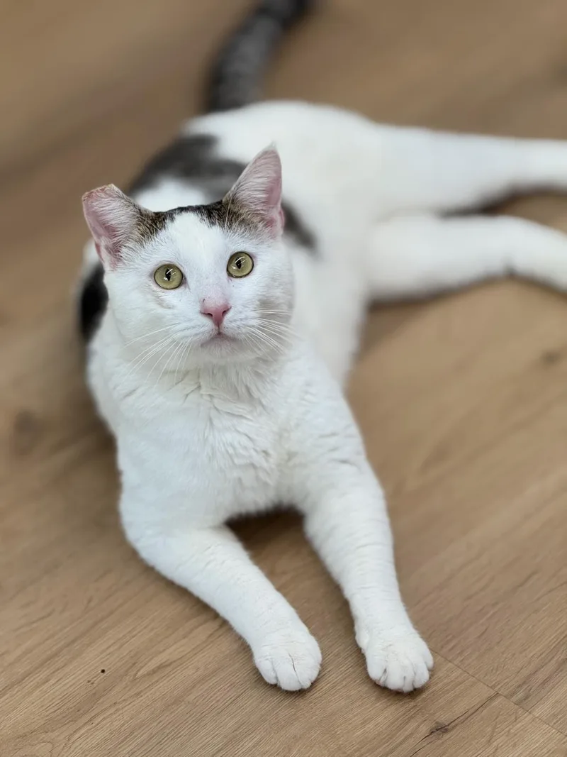 A young medium-sized male Domestic Short Hair cat named Pecos for adoption in Lincoln, CA