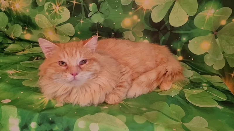 A young medium-sized male Orange & White Maine Coon cat named Banana for adoption in Escalon, CA