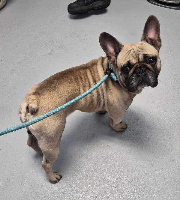 An adult small-sized male French Bulldog dog named Pen for adoption in Lawrenceville, GA