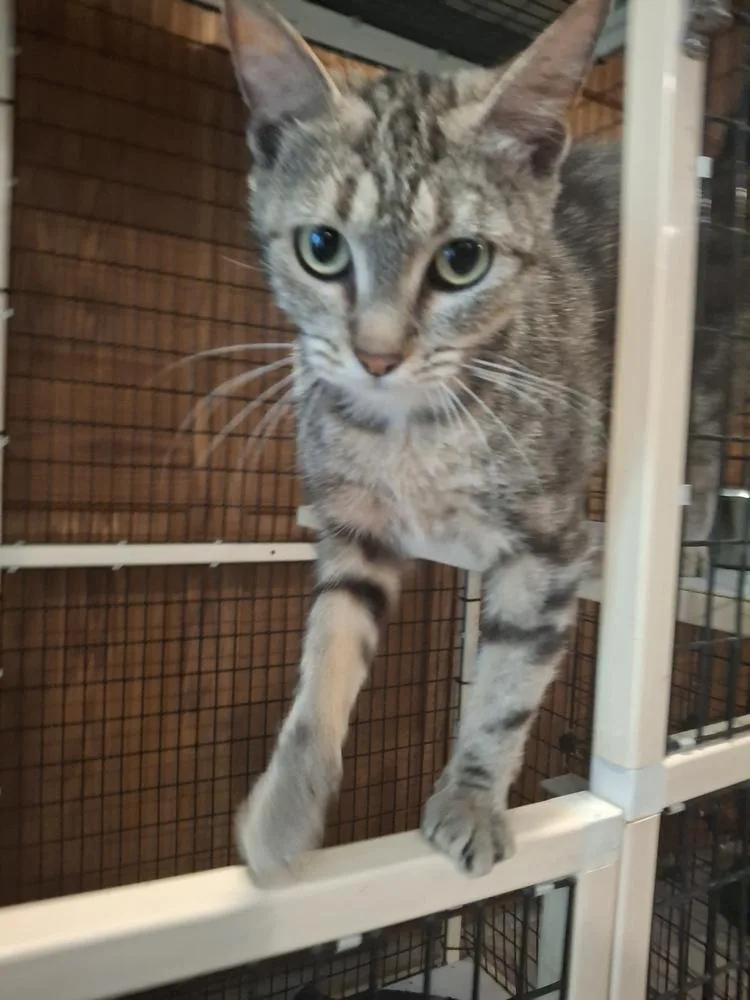 An adult medium-sized female Domestic Short Hair cat named Bunny Lehman for adoption in Peoria, IL