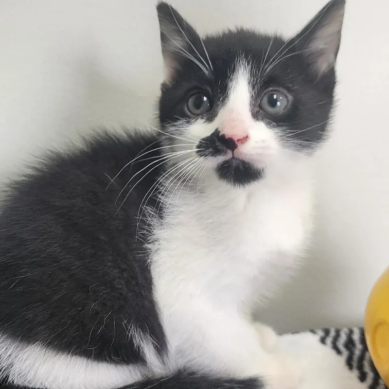 A baby small-sized male Black Domestic Short Hair cat named Spike for adoption in Toledo, OH
