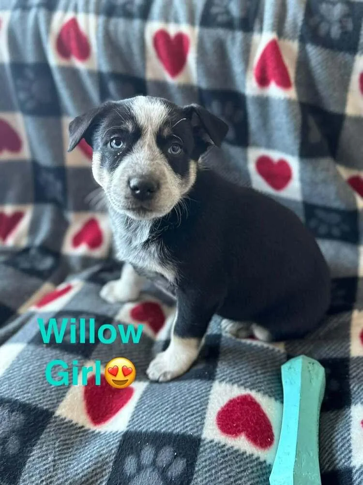 Nature Dawgs : Willow thumbnail 2