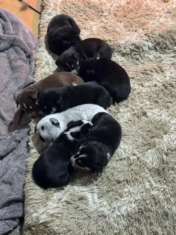 Nature Dawgs : Willow thumbnail 4