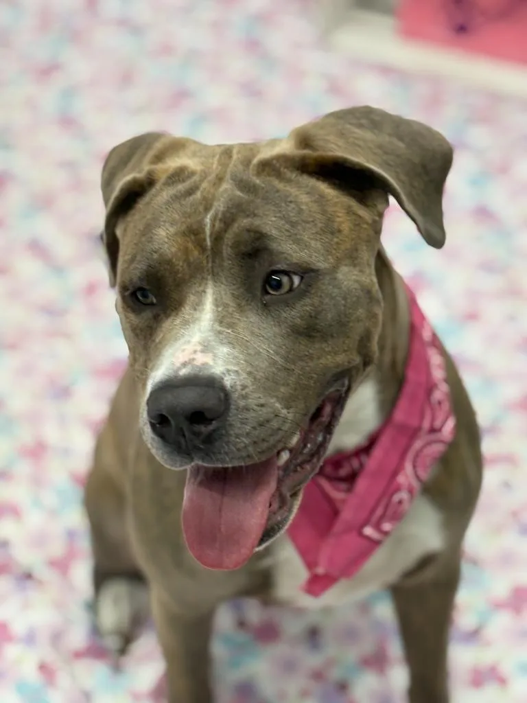 An adult large-sized female Mixed Breed dog named Gummy for adoption in Detroit, MI