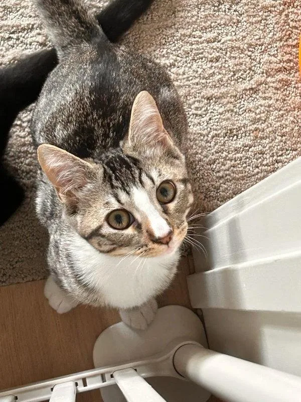 A baby small-sized male Domestic Short Hair cat named Rex for adoption in Bonsall, CA