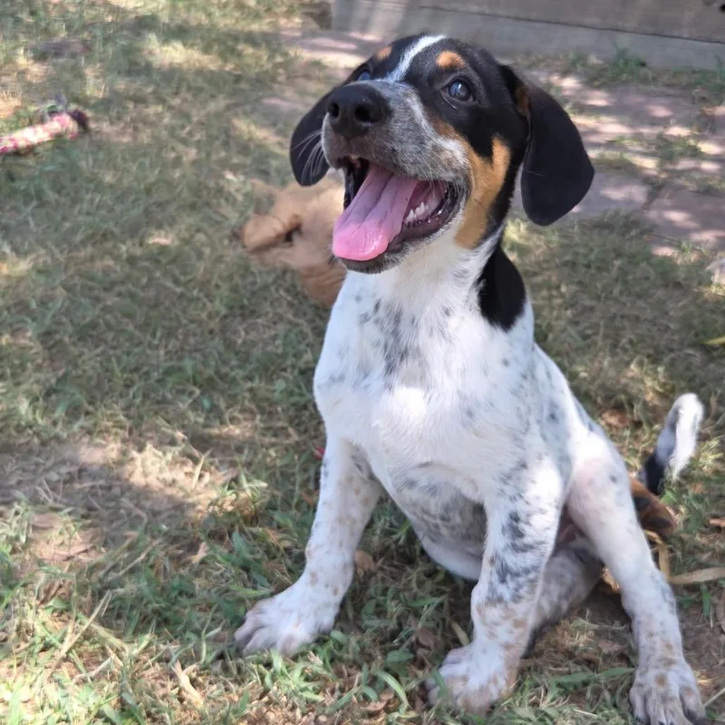 A baby small-sized male White / Cream Labrador Retriever dog named Madagascar for adoption in Ennis, TX