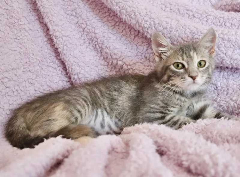 A baby medium-sized female Dilute Tortoiseshell Tabby cat named Sasha for adoption in Saint Augustine, FL
