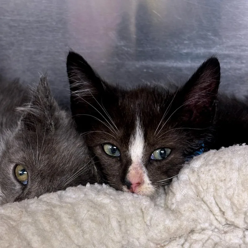 A baby small-sized male Black Domestic Short Hair cat named Congo for adoption in Newark, NJ