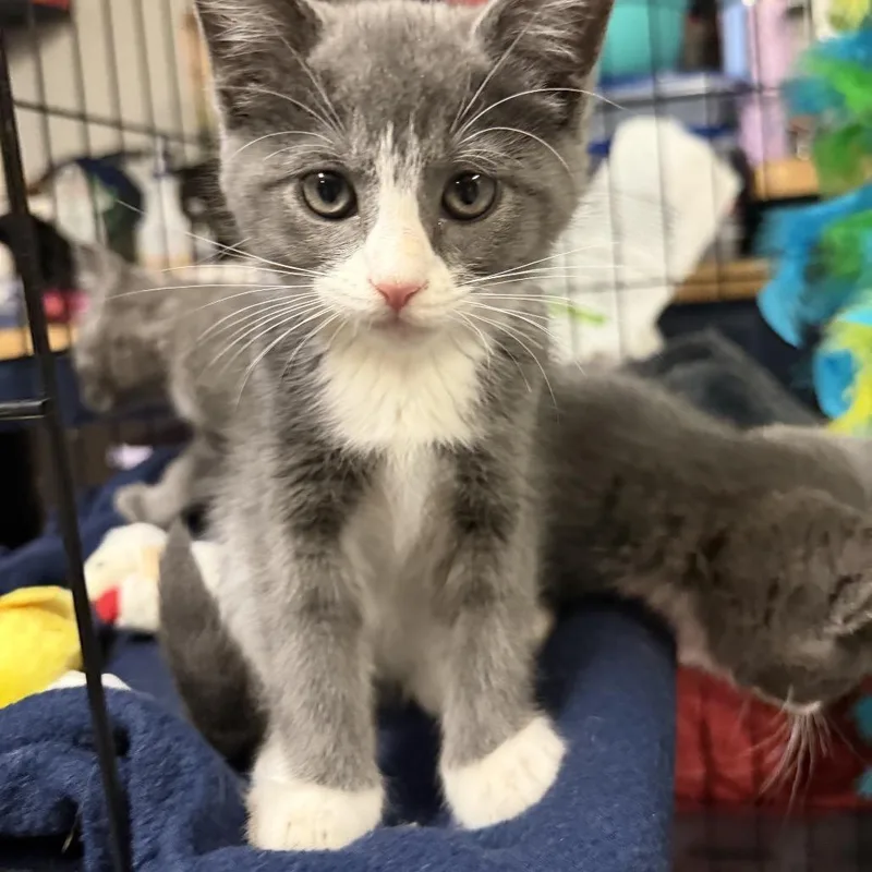 A baby small-sized male Gray / Blue / Silver Domestic Short Hair cat named Orion for adoption in Wichita, KS