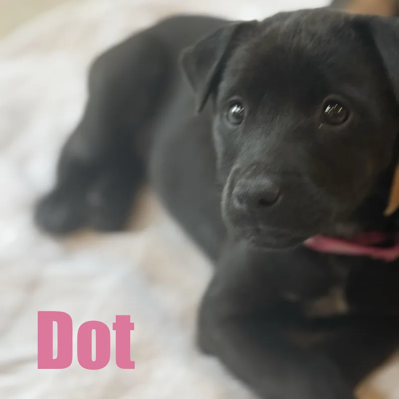 Dot thumbnail 5
