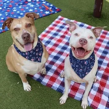 An adult large-sized male Mixed Breed dog named Ravioli for adoption in Athens, GA