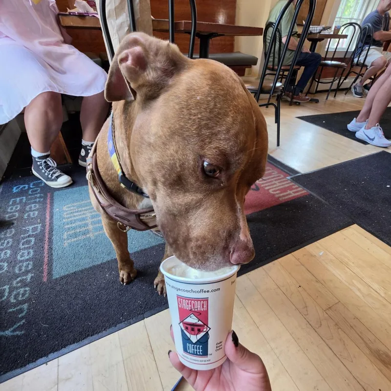 A senior large-sized male Brindle Mixed Breed dog named Booger for adoption in Cooperstown, NY