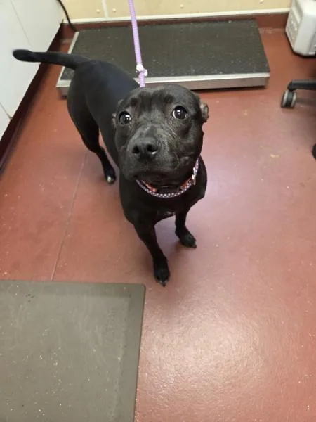 A young medium-sized female Pit Bull Terrier dog named Pidgey for adoption in Salisbury, MD