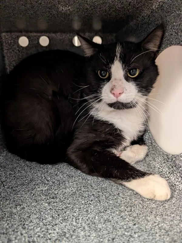 An adult small-sized male Domestic Short Hair cat named Stuart for adoption in Escondido, CA