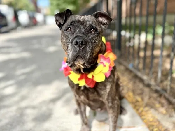 A senior large-sized female Mixed Breed dog named Rogue for adoption in New York, NY