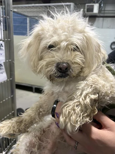 A young small-sized female Maltese dog named Bebe for adoption in Bakersfield, CA