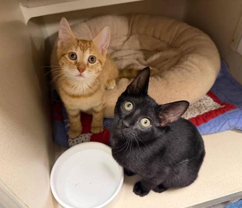 A baby small-sized male Domestic Short Hair cat named Ollie and Onyx BONDED for adoption in New Rochelle, NY