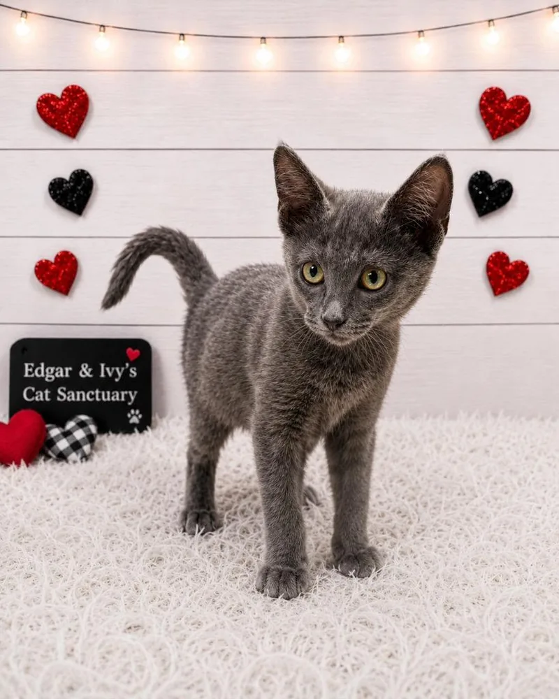 A baby small-sized female Domestic Short Hair cat named Pixie for adoption in Corpus Christi, TX