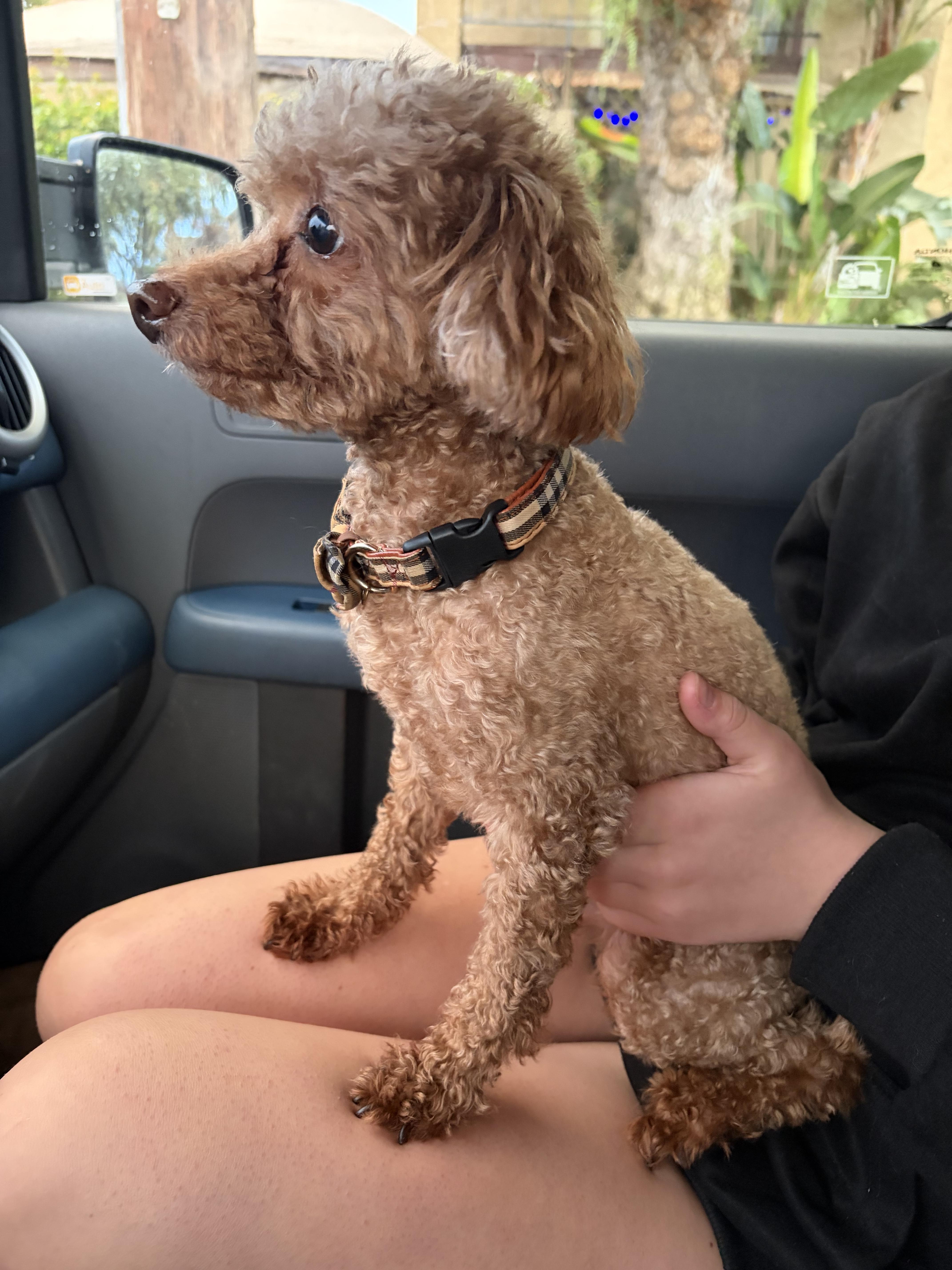 An adult small-sized male Poodle (Toy) dog named Bubba for adoption in Corona, CA