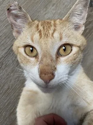 A young large-sized male Domestic Short Hair cat named Animal Style for adoption in San Diego, CA