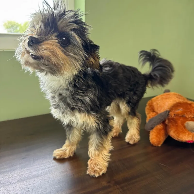 An adult small-sized male Black Yorkshire Terrier dog named Merlin for adoption in Sullivan, IL