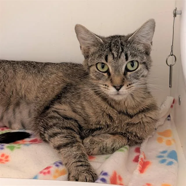 A young small-sized female Domestic Short Hair cat named Mrs. Ruth for adoption in Indianapolis, IN