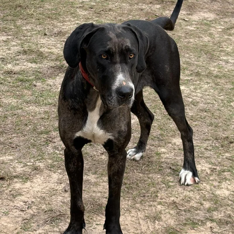A young small-sized female Black Great Dane dog named Bindi for adoption in Livingston, TX