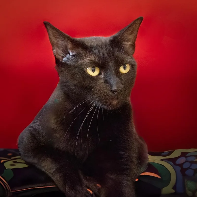 An adult large-sized male Domestic Medium Hair cat named Boogey for adoption in Lake Jackson, TX