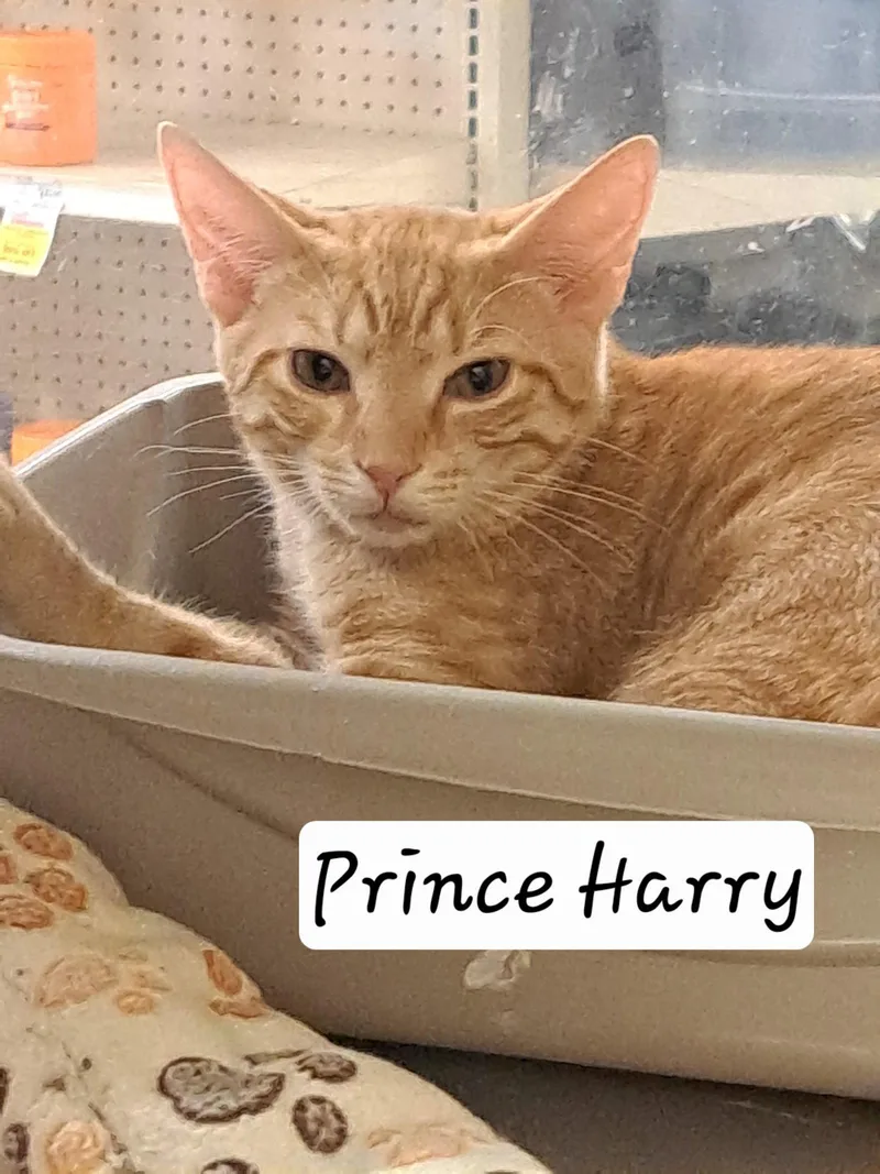 A young medium-sized male Tabby cat named Prince Harry for adoption in Greenville, DE