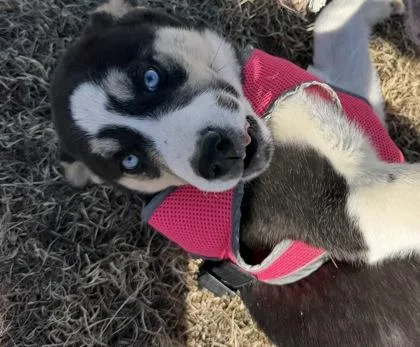 Major Rosabarks thumbnail 2