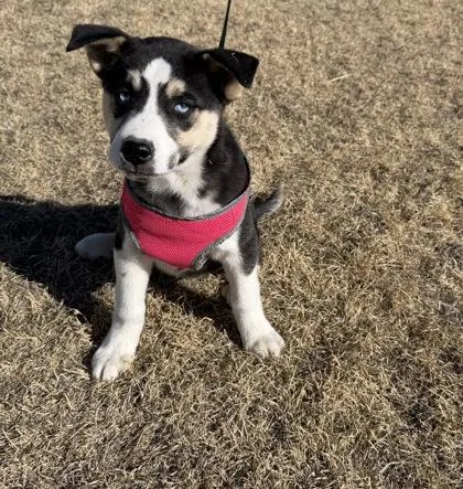 Major Rosabarks thumbnail 3