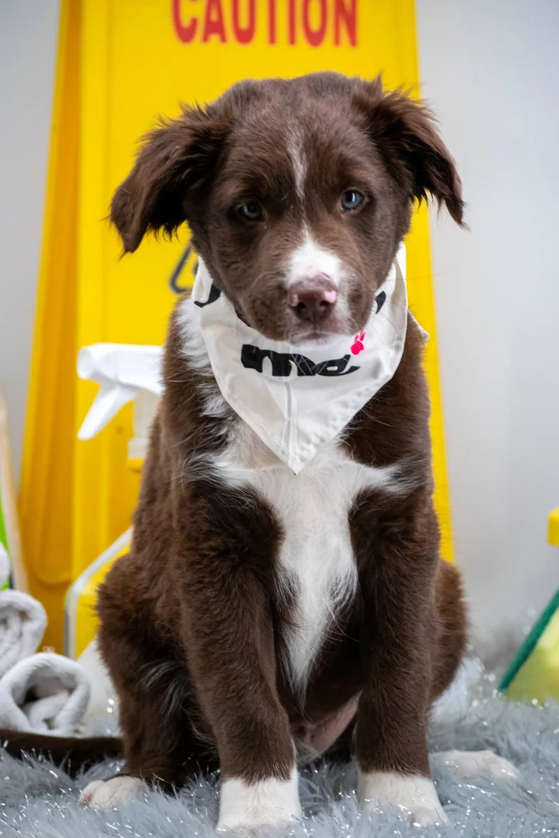 Doctor Detergent thumbnail 2